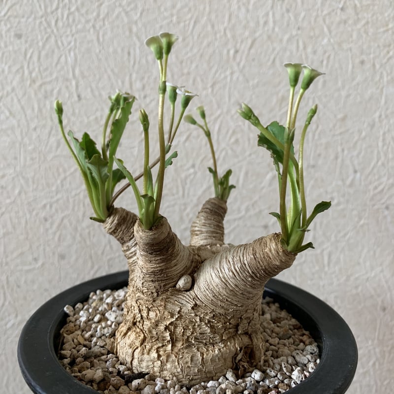 ユーフォルビア スパンリンギー フィッシュボーン