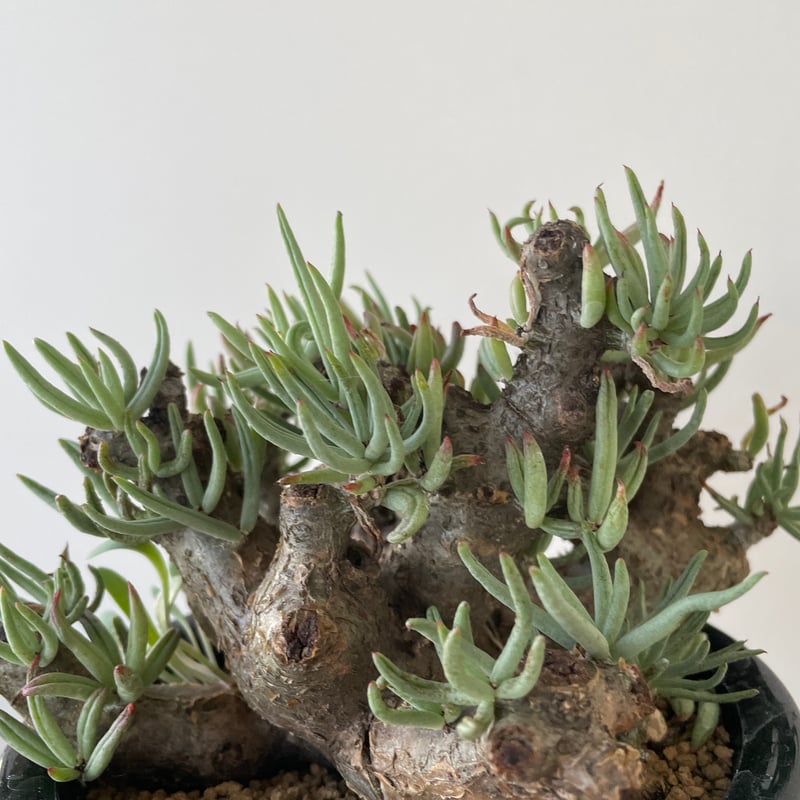 チレコドン ペアルソニー 白象 【冬型コーデックス】 現地球 珍植物 塊根植物 チレコドン ペアルソニー 白象 【冬型コーデックス】 現地球 珍