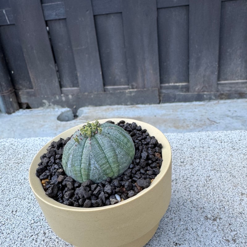 VALIEM鉢　ユーフォルビア　オベサ 新着】Euphorbia Obesa × VALIEM GHOST【Ssize】ユーフォルビ