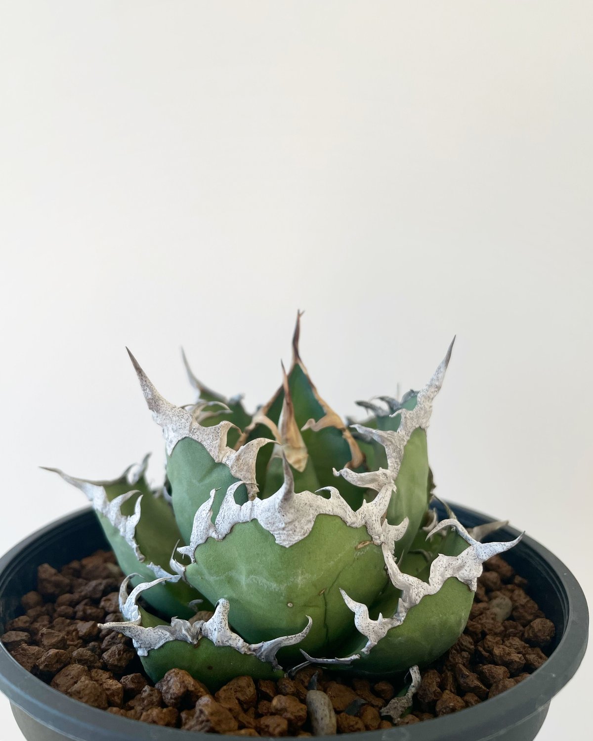 新着・極上逸品】Agave titanota Caesar 凱撒【台湾からの最高株 ...