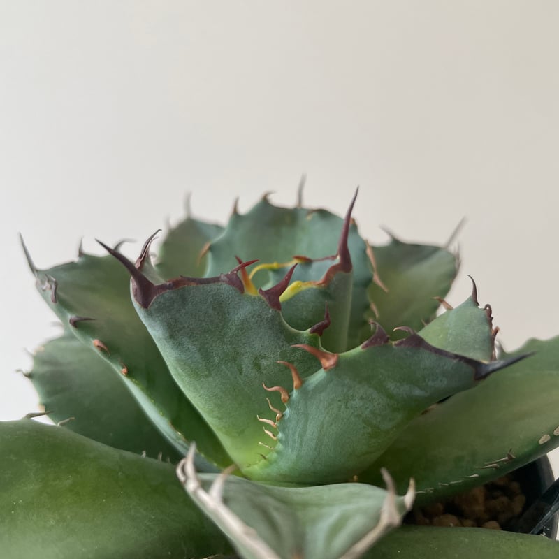 新着】Agave titanota fo076 CANCER【新潟産アガベ の最高峰】N P