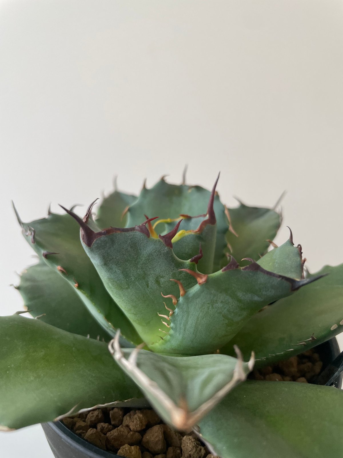 新着】Agave titanota fo076 CANCER【新潟産アガベ の最高峰】N P