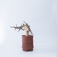 特大】Commiphora Eyl【最高の灌木コーデックス】コミフォラ エイル