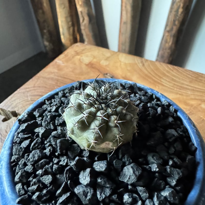 新着】Copiapoa lembkei × 盆栽鉢【細かな棘の選抜品】コピアポア