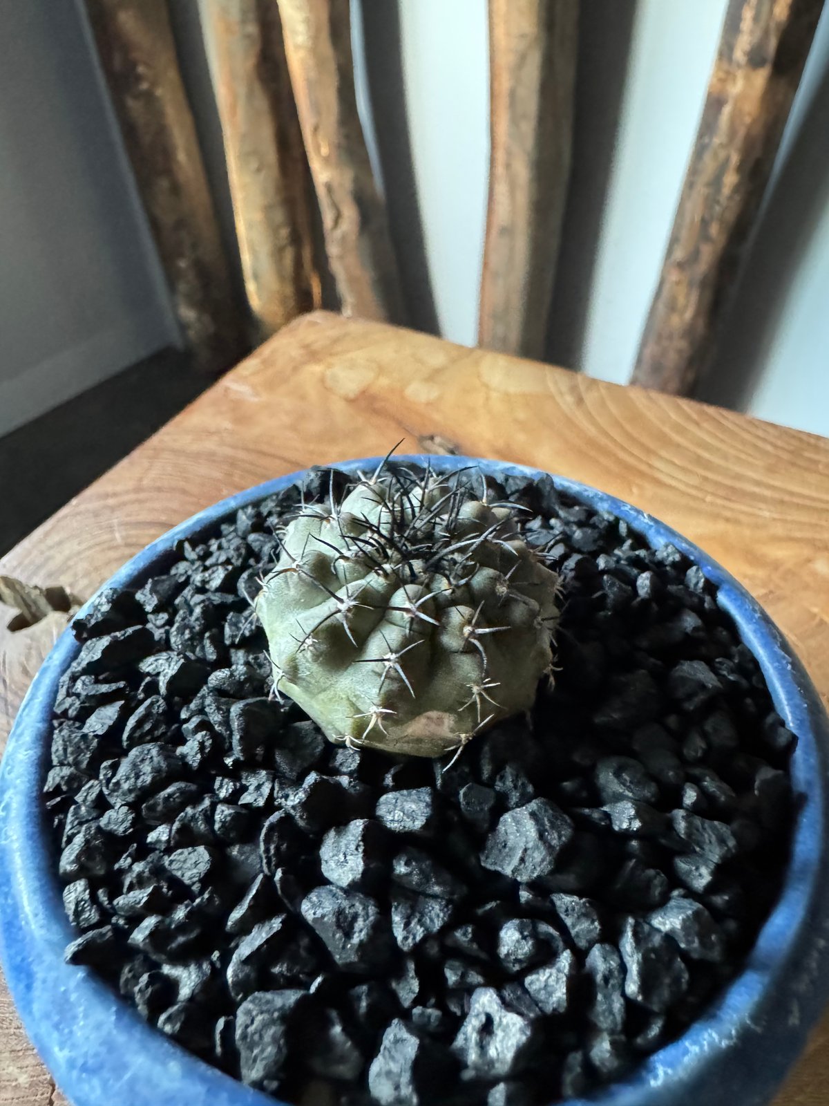 新着】Copiapoa lembkei × 盆栽鉢【細かな棘の選抜品】コピアポア