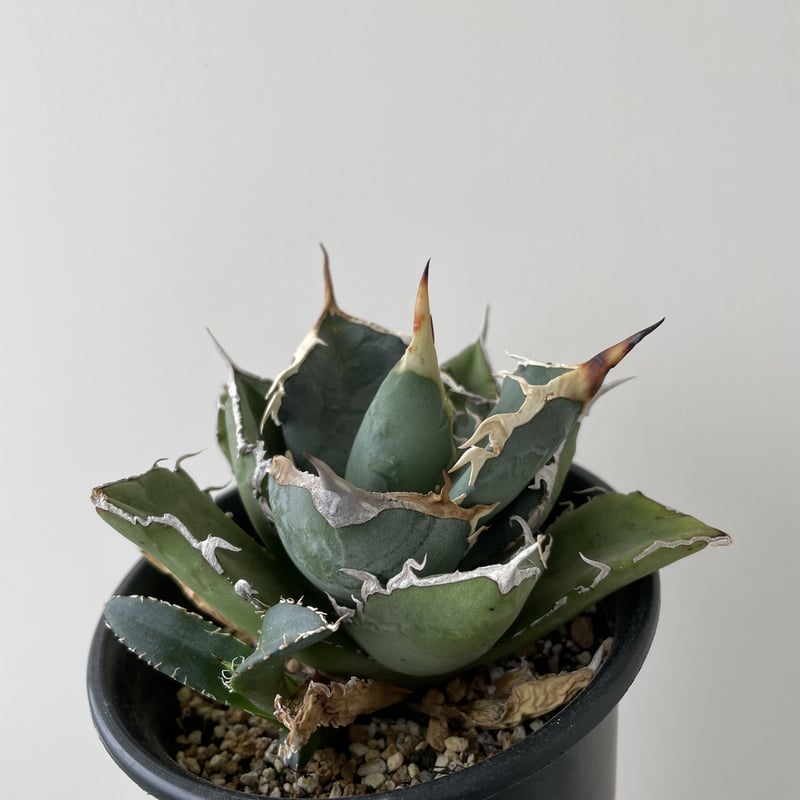 新着】Agave titanota 烈焔【台湾産のカッコ良い最高株】アガベ