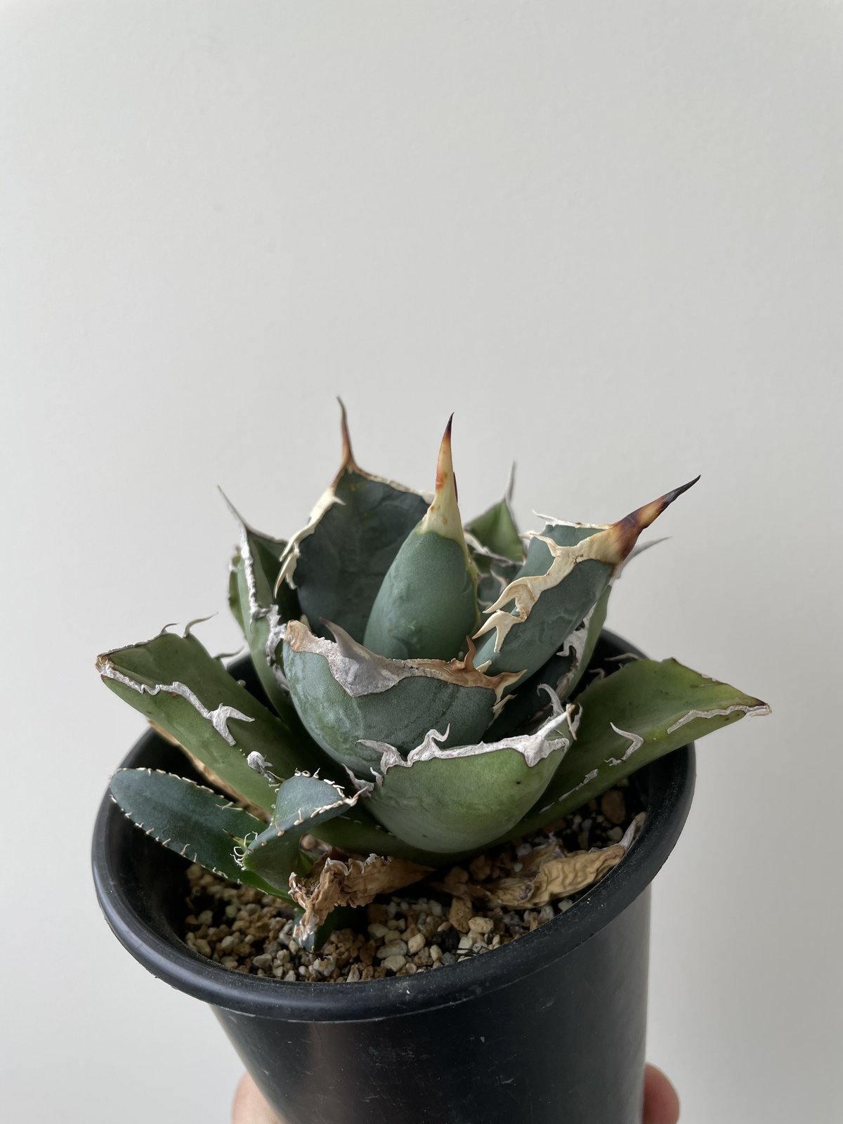 新着】Agave titanota 烈焔【台湾産のカッコ良い最高株】アガベ ...