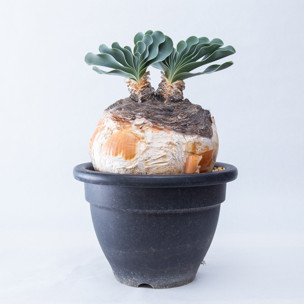 新着】Boophane haemanthoides【葉が美しい高級玉ねぎ】ブーファン
