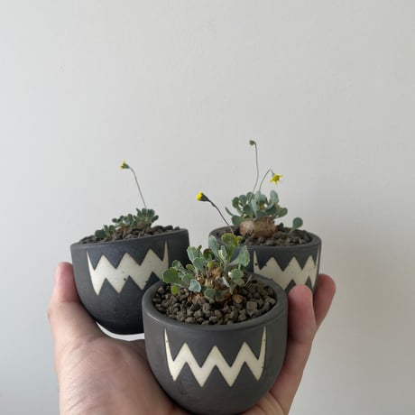 特選株】オトンナカカリオイデス 現地輸入株 鉢ごと発送 等しく 