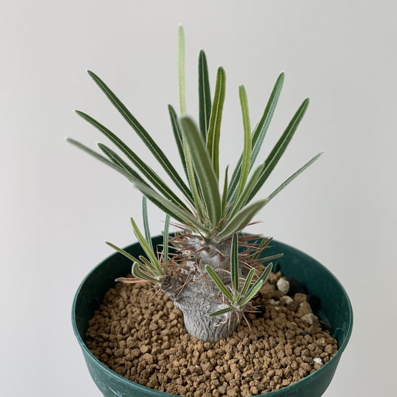 パキポディウム アンボンゲンセ 実生 多頭 実生 塊根植物 コーデックス