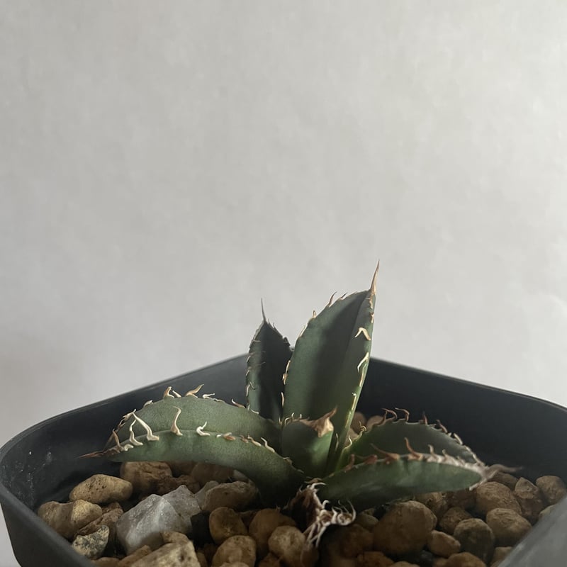 新着】Agave titanota 狼牙 Special clone 【日本産アガベの激レア...