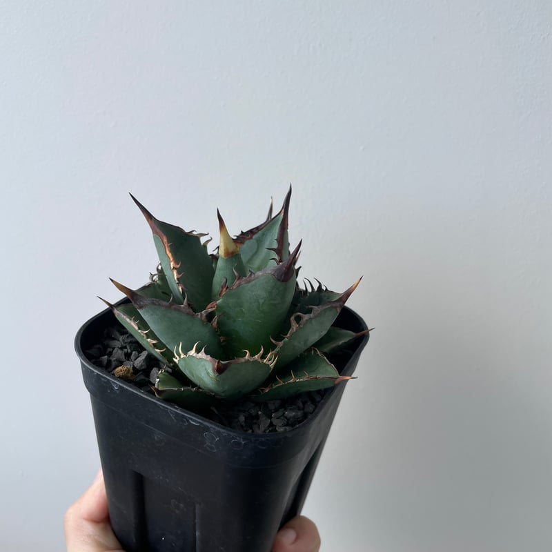 新着】Agave titanota 剣竜【美しい葉の品種】アガベ チタノタ | 青