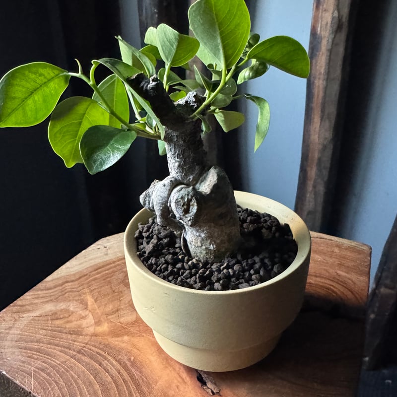 新着】Ficus microcarpa × VALIEM GHOST【ガジュマル 琉球盆栽】