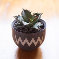 新着】Agave titanota【最高の国内TC苗】アガベ チタノタ 白鯨