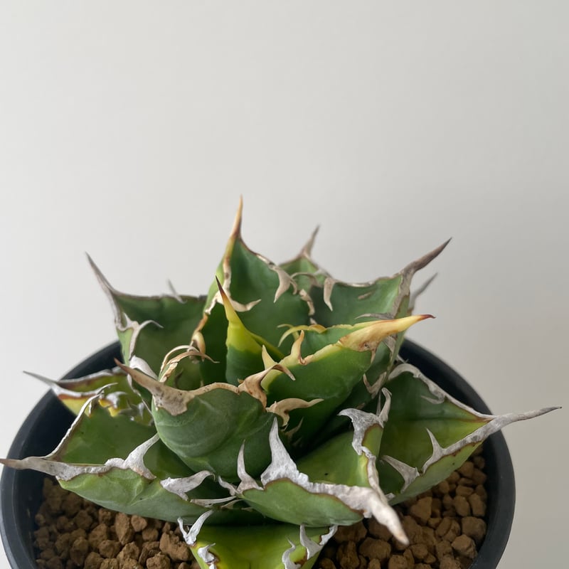 新着】Agave titanota WTC 2020-7【新潟産アガベ の最高峰】N PLA