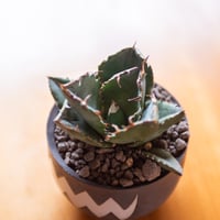 新着】Agave titanota【最高の国内TC苗】アガベ チタノタ 白鯨