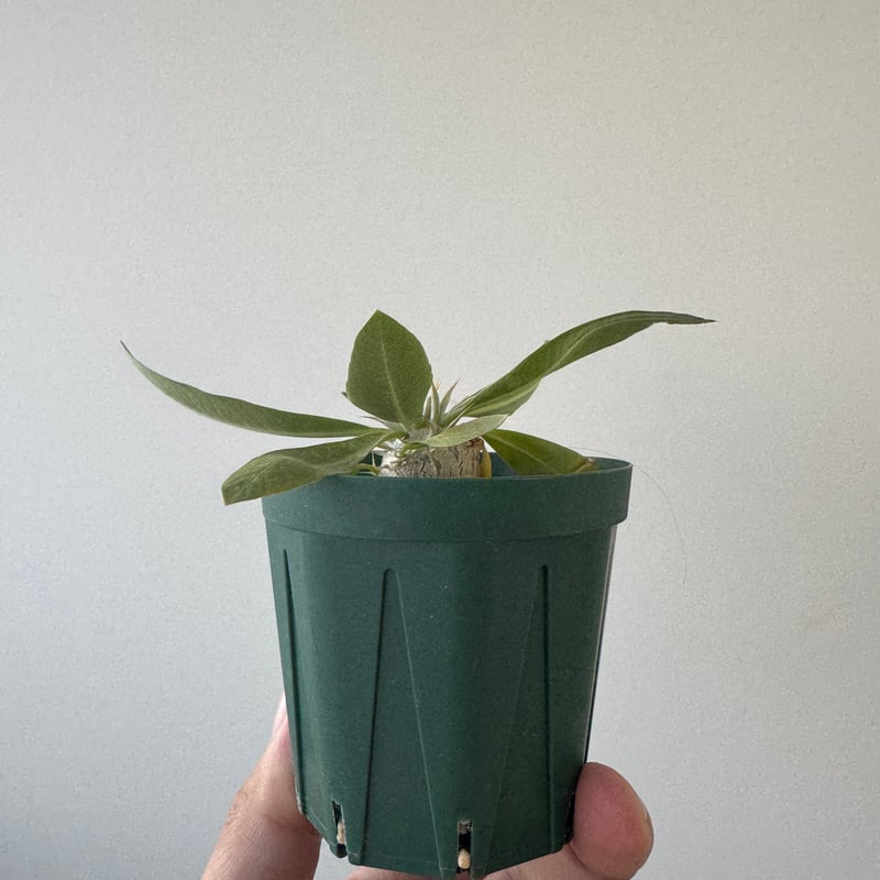 新作】Pachypodium enigmaticum【激レア品種】パキポディウム