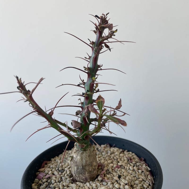 塊根植物 新芽付き Foquieria fasciculata 塊根植物 新芽付き