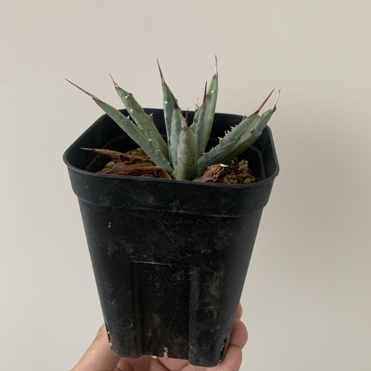 新着】Agave uthaensis dwaf アガベユタエンシス ドワーフ【コンパクトに作...