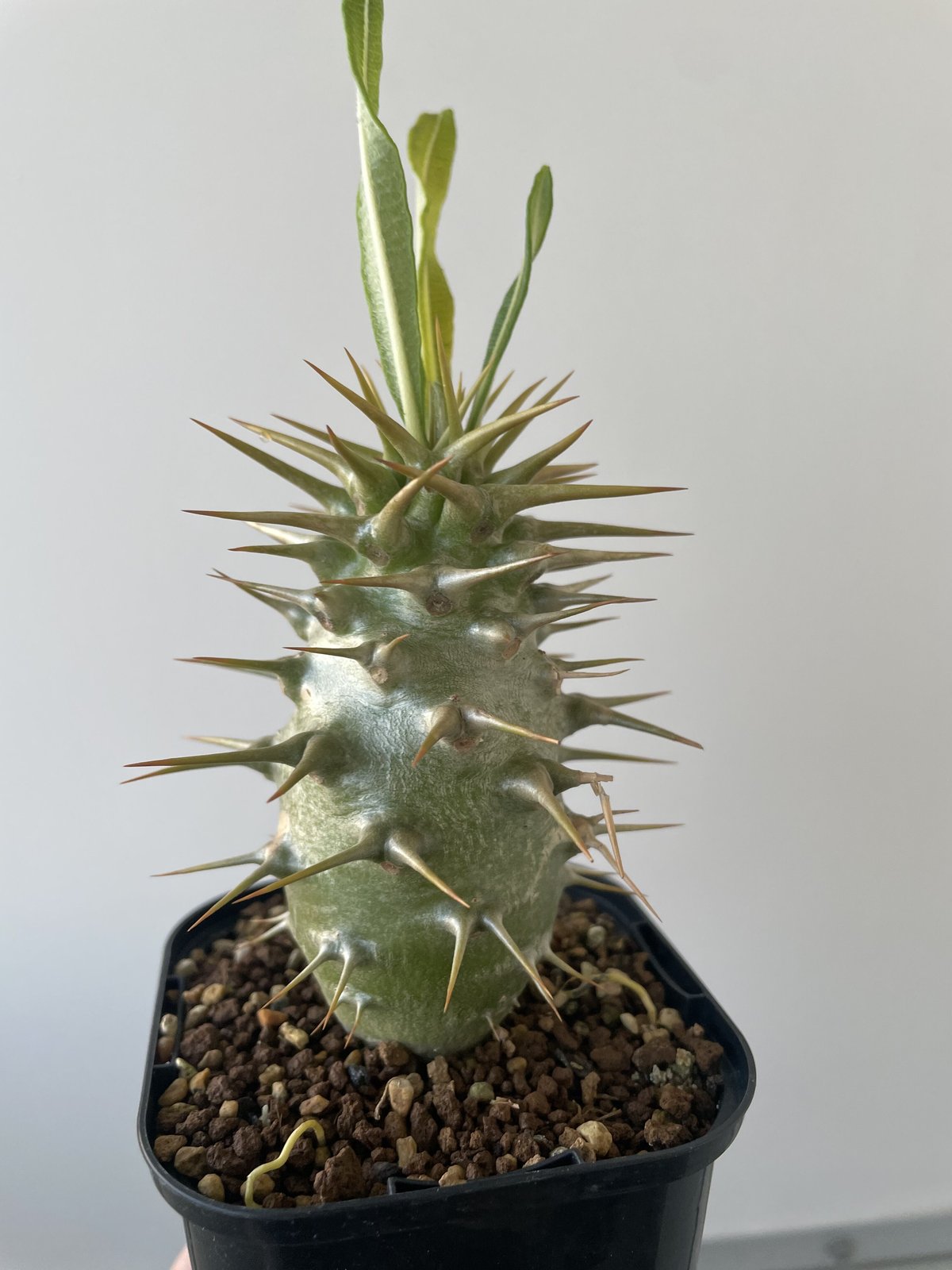 新着】Pachypodium ambongense【激レア品種】パキポディウム