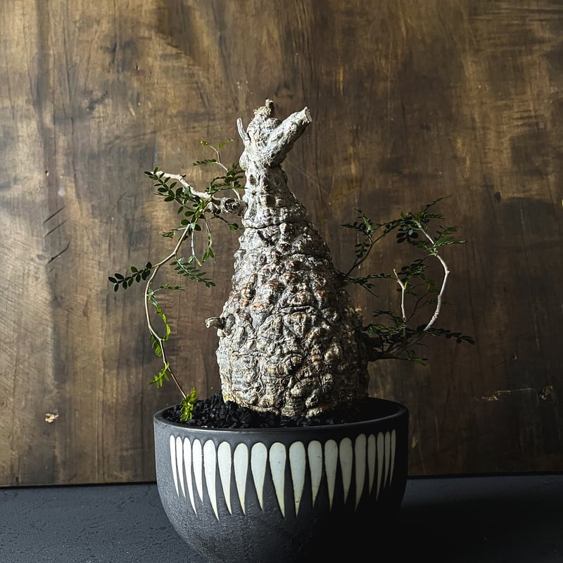 valiem 2個セット植木鉢陶器鉢