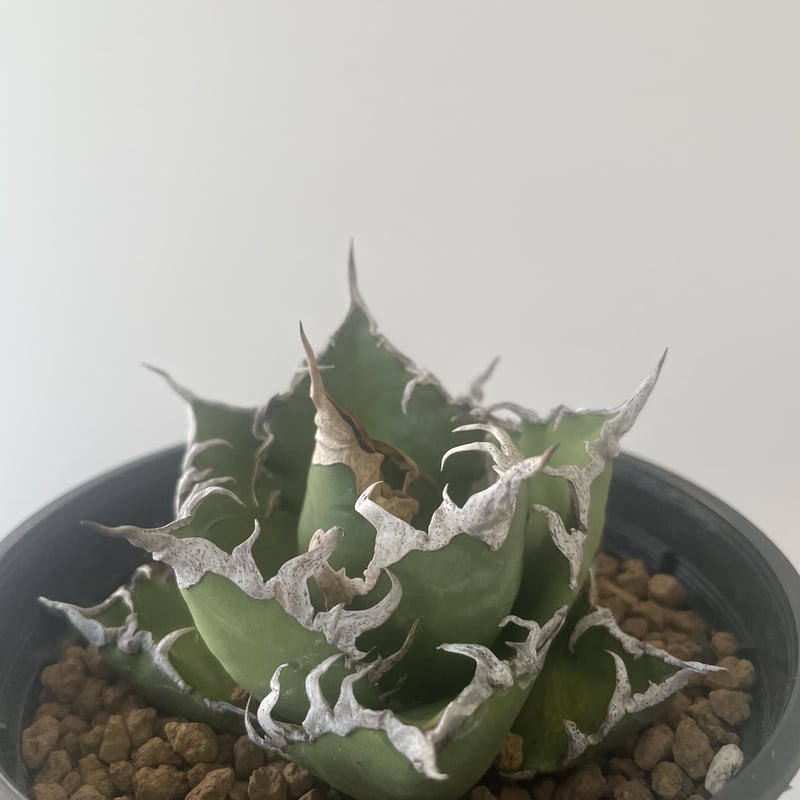 極上逸品】Agave titanota Caesar 凱撒 2【台湾産の最高株】アガベ チタ...