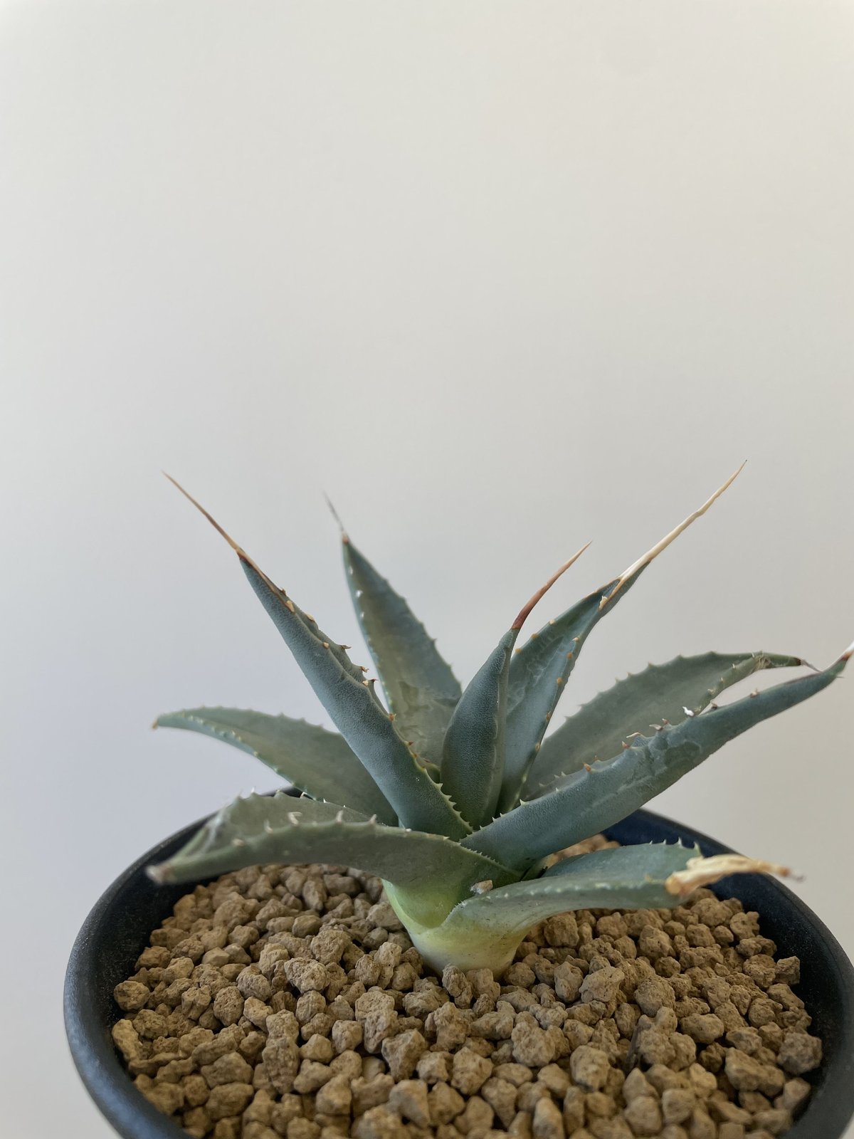 新着】Agave Utahensis eborispina【国内の選抜実生】アガベ ユタエン