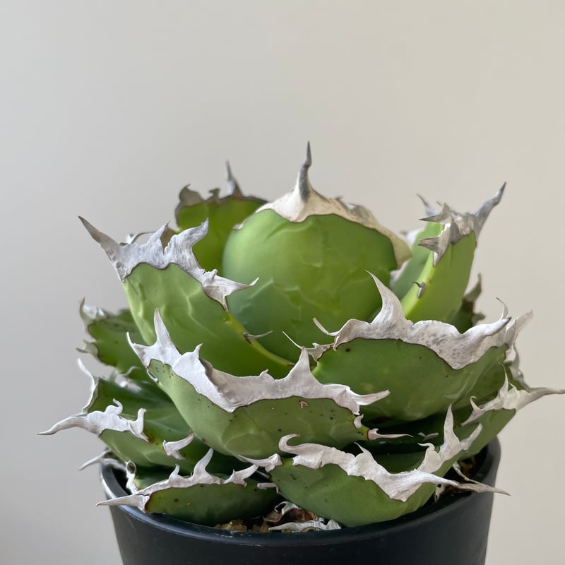 新着】Agave titanota 蟹【N PLANTS産の極上苗】アガベ チタノタ | 青...