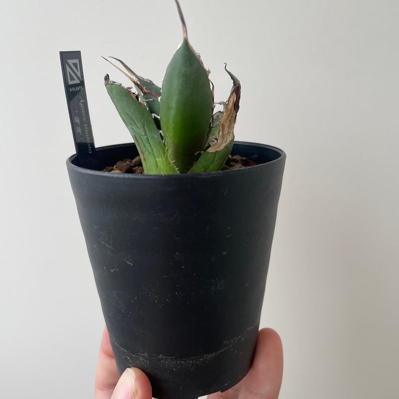 n*@様 ★オークション販売★ イラン産 アガベ チタノタ ノーヴァ 極上株！！ s*s様 アガベ バトルアックス 極上高級種 イラン直輸入 チタノタ