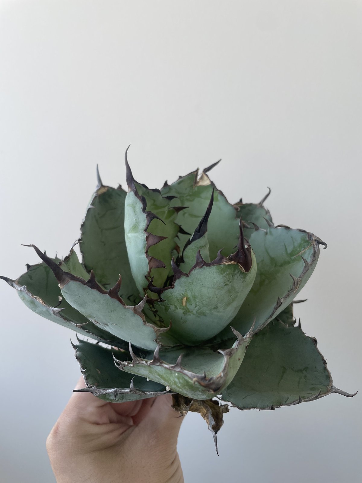 アガベ ポタトラム スノーフォール アガベ スノーフォール