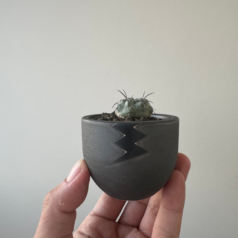 黒士冠＆valiem 新着】Copiapoa dealbata × VALIEM BABY【俺の黒士冠】コピアポア