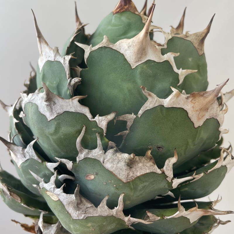 新着・極上逸品】Agave titanota No name【イタリアからの選抜・ボール