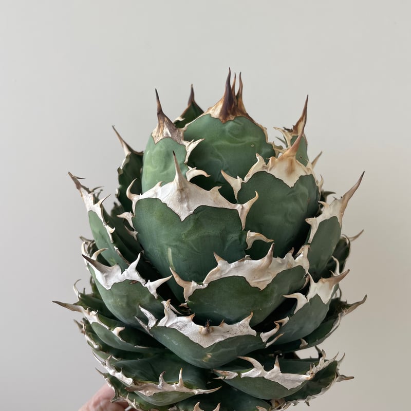 新着・極上逸品】Agave titanota No name【イタリアからの選抜