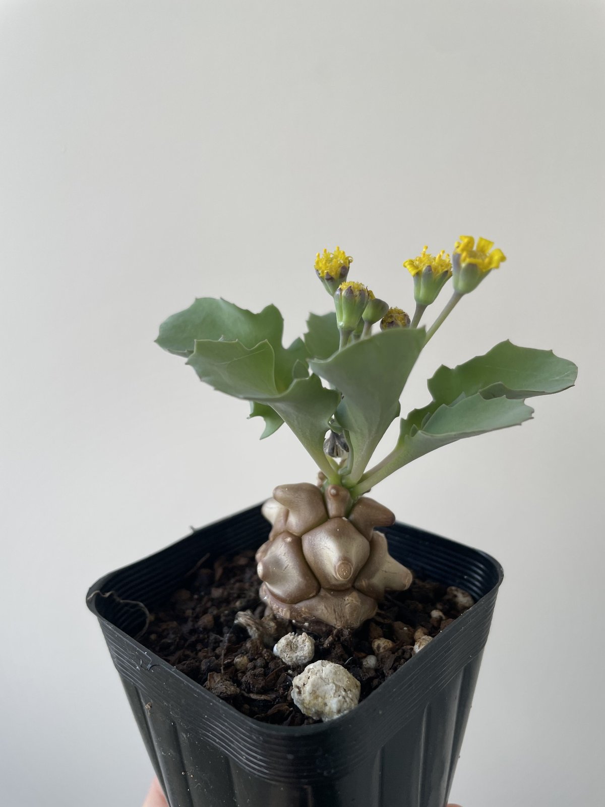 ☆塊根植物☆オトナン·ヘレ☆蛮鬼塔☆実生☆3号鉢☆ 心もとなく ☆塊根植物☆オトナン·ヘレ☆蛮鬼塔☆実生☆3号鉢☆ 心もとなく