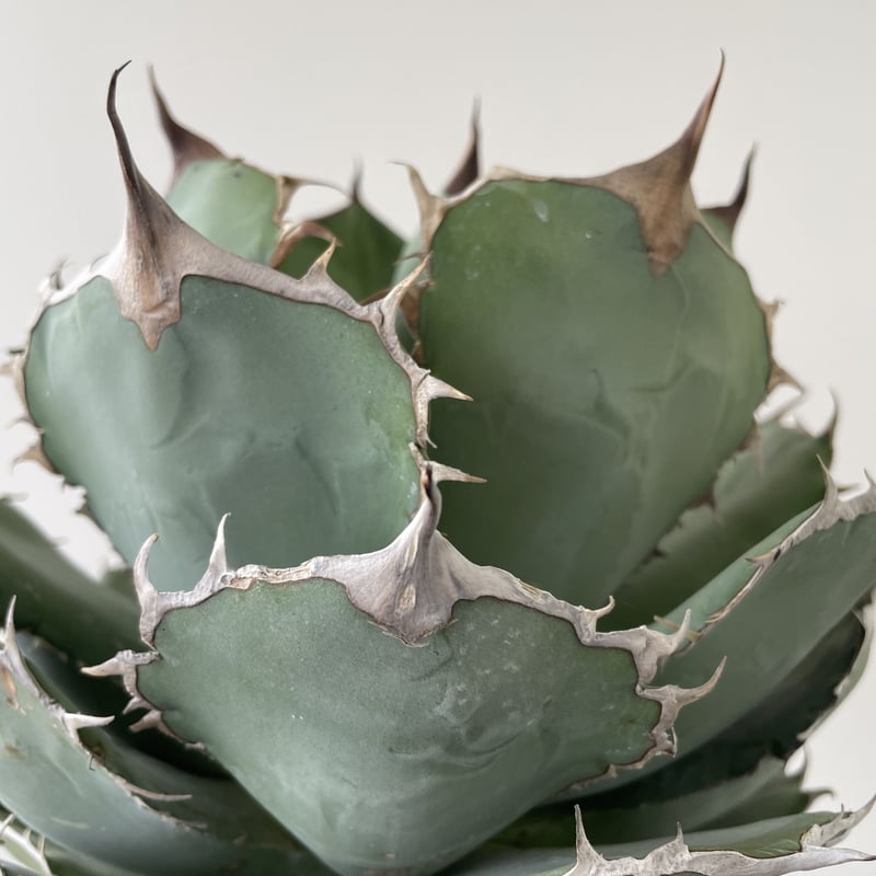 Agave titanota 'Panda' 熊猫 1 【大株でしっかりカッコ良い】アガベ