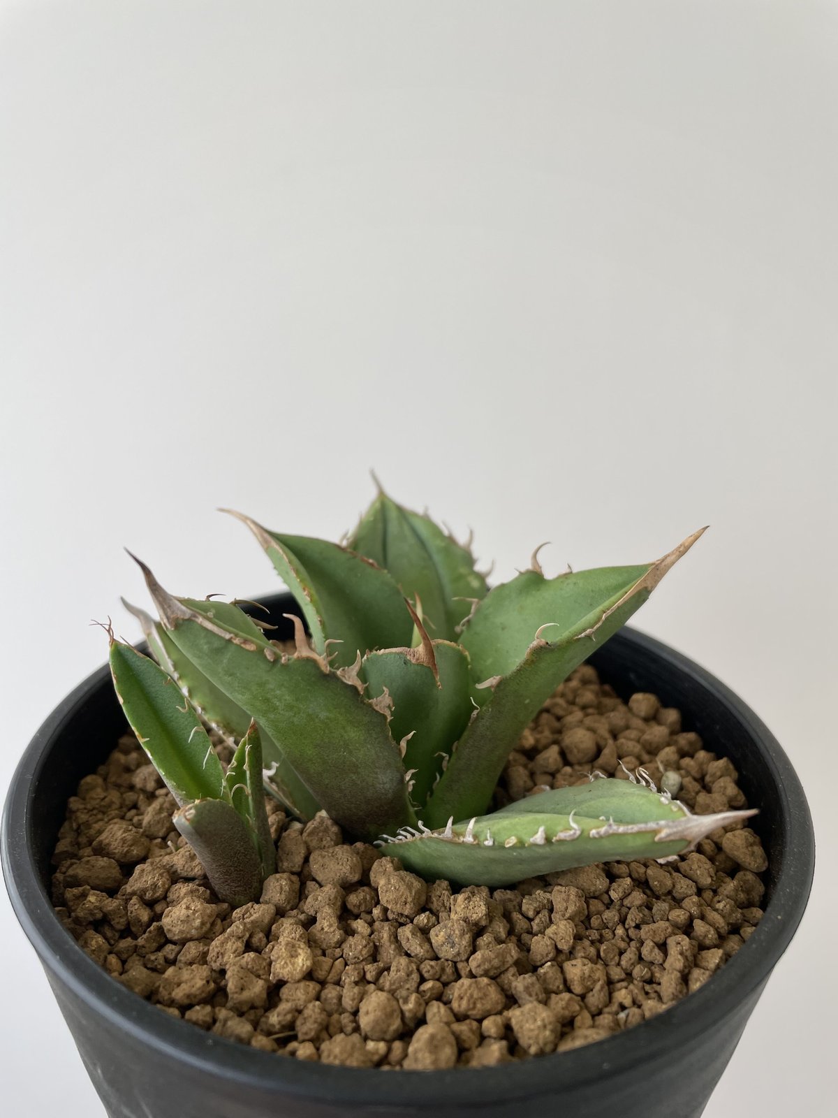 2023特集 白鯨- アガベチタノタ極上株ボール型ゴリ猫（Agave）親株