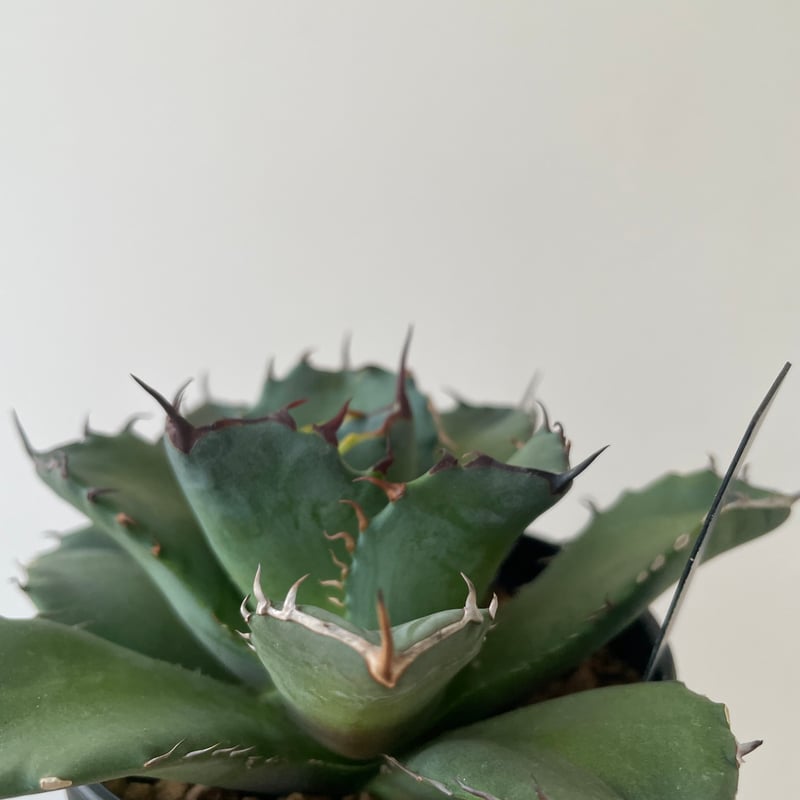新着】Agave titanota fo076 CANCER【新潟産アガベ の最高峰】N P