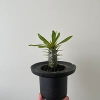 新作】ハイパーポットクリエイター 