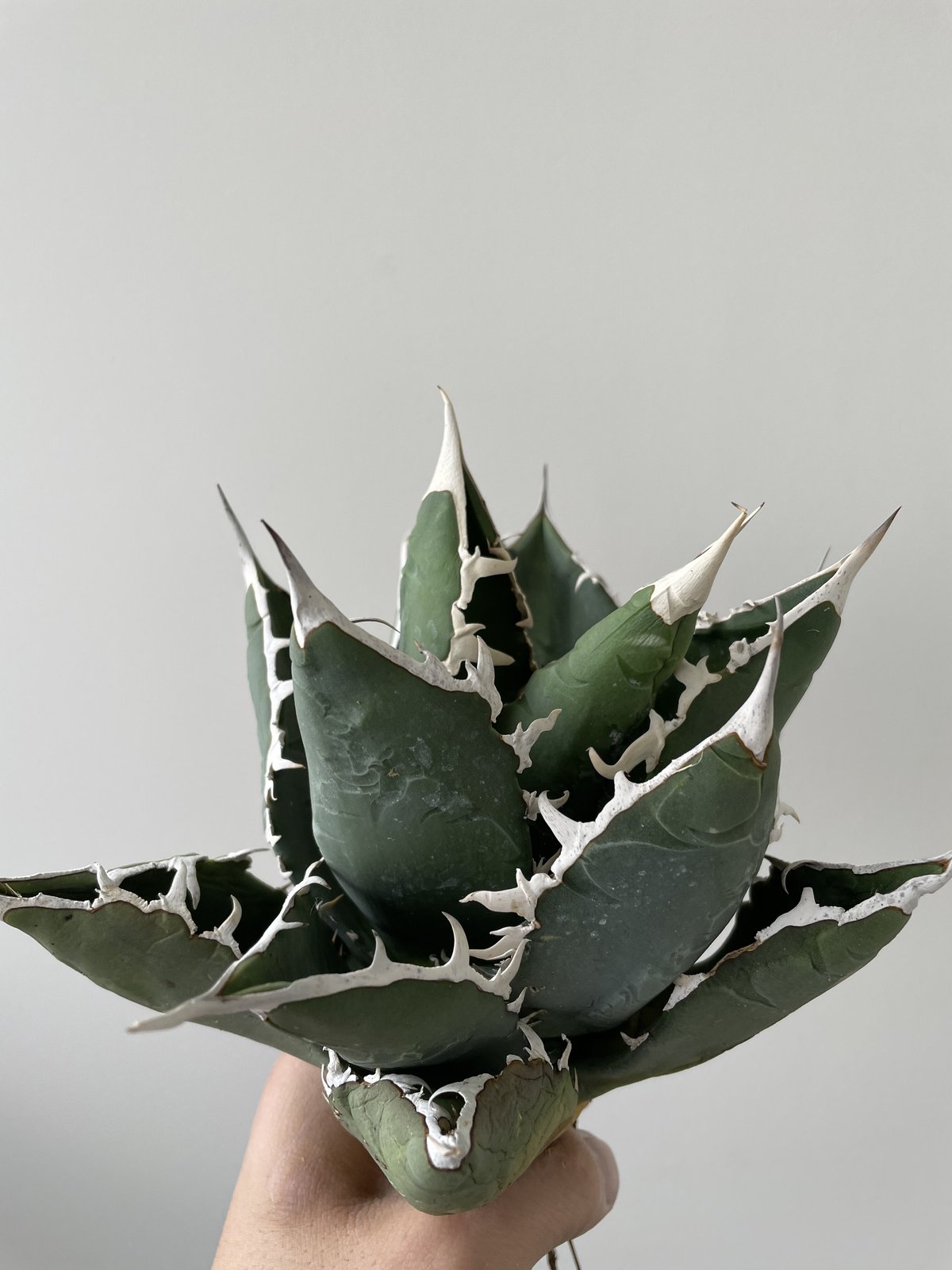 新着・一生モノ】Agave titanota White Shark 2【大株でしっかりカッ...