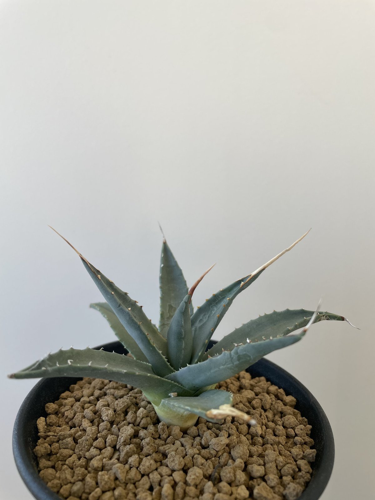 新着】Agave Utahensis eborispina【国内の選抜実生】アガベ ユタエン...