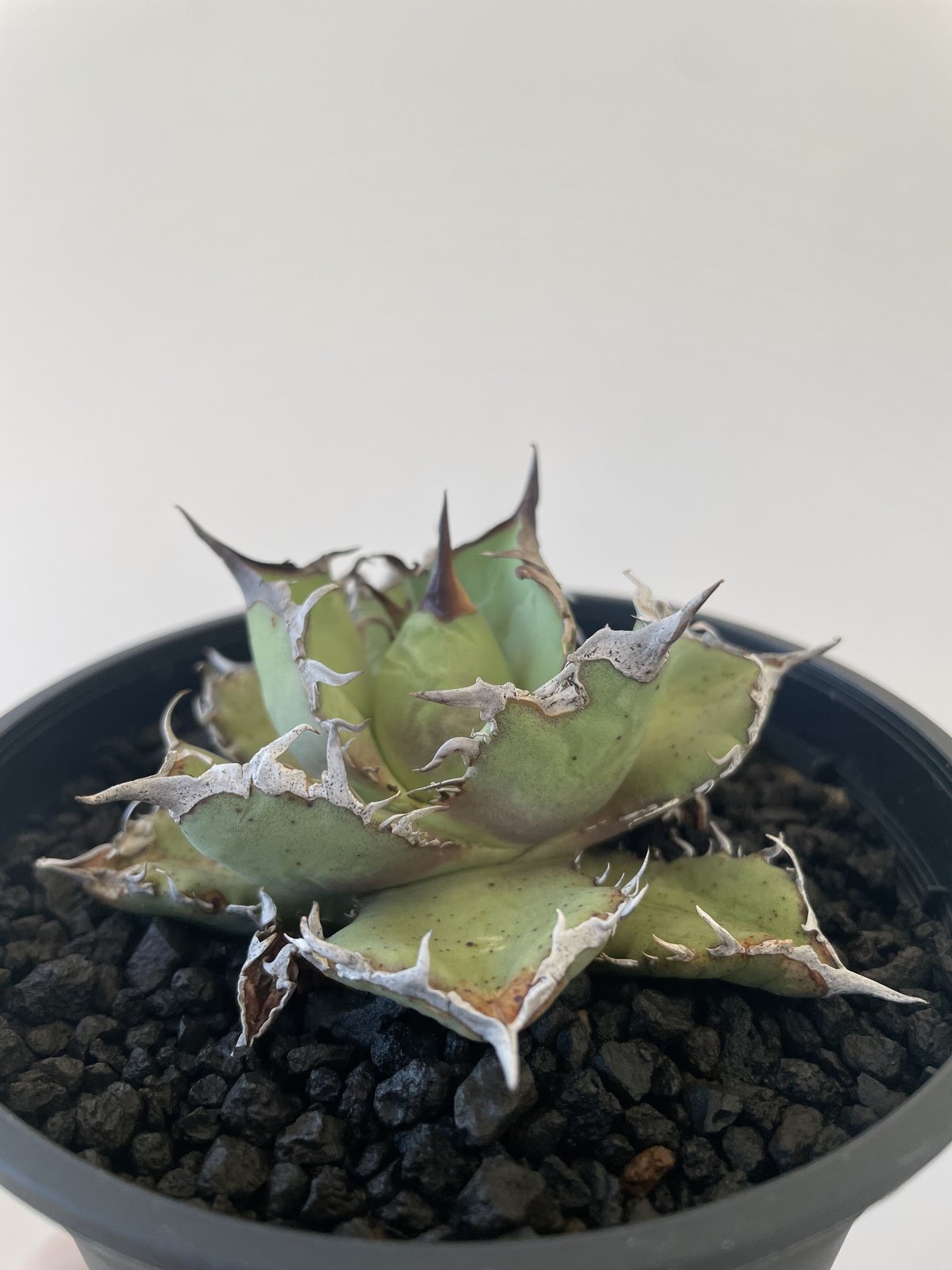 新しく着き agave titanota no name アガベ チタノタ オテロイ