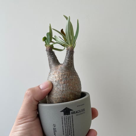 CATEGORY 塊根植物 -caudex- | 青坊主-aobouzu- | 塊根植物と現