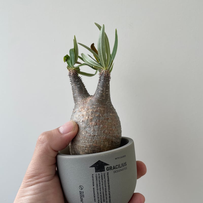 グラキリスベアルート 春の植え替え・発根チャレンジセット】グラキリスベアルート&グラ専鉢