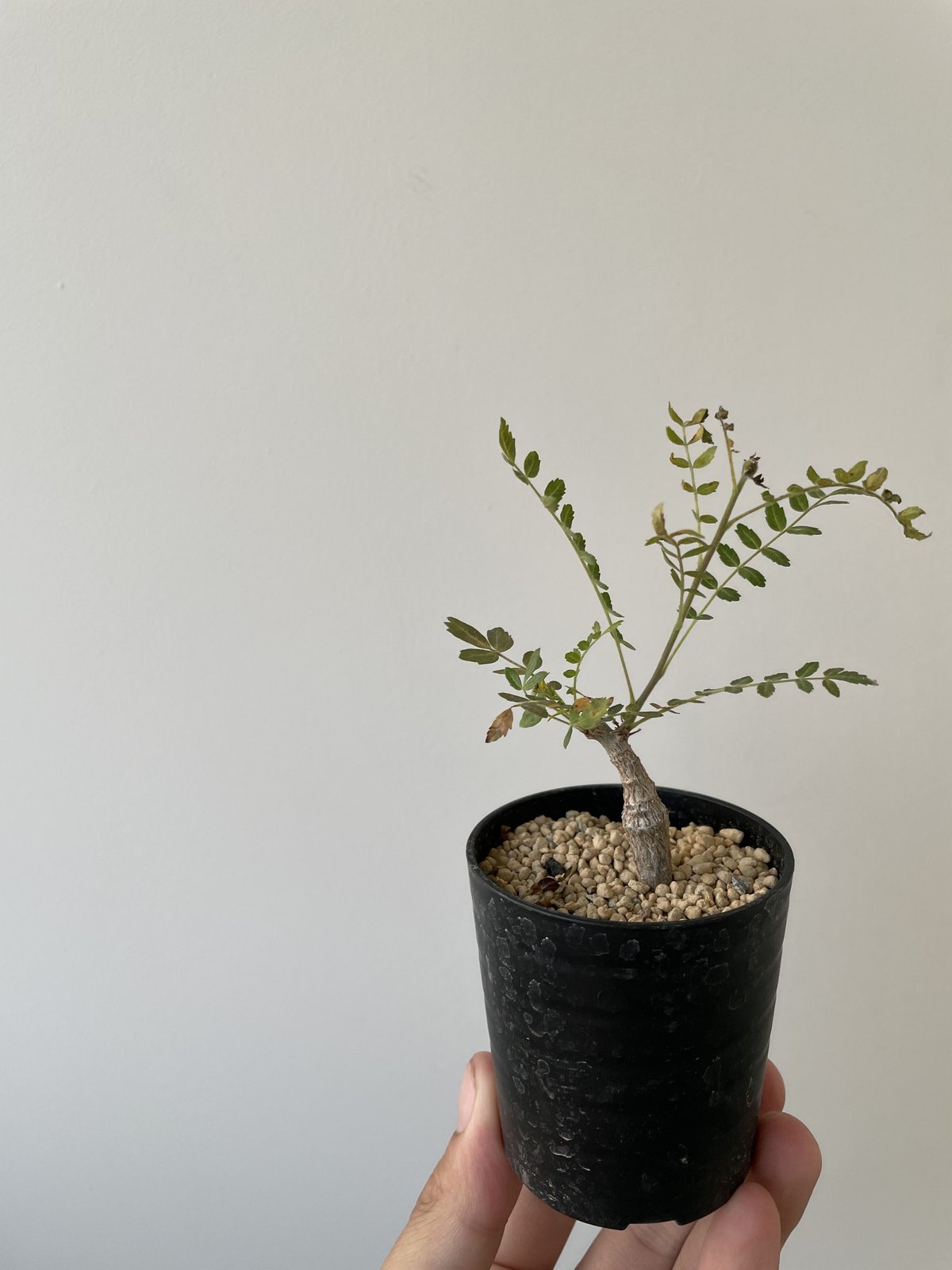 超人気の潅木】Boswellia neglecta-ボスウェリア・ネグレクタ 【良型・発根済...