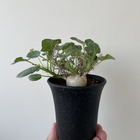 【新着】Jatropha marginata【超小型の塊根植物】ヤトロファ マルギナータ
