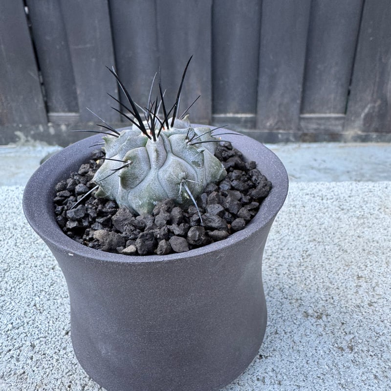 黒士冠＆valiem 極上品】Copiapoa dealbata × VALIEM GHOST【俺の黒士冠】コピア
