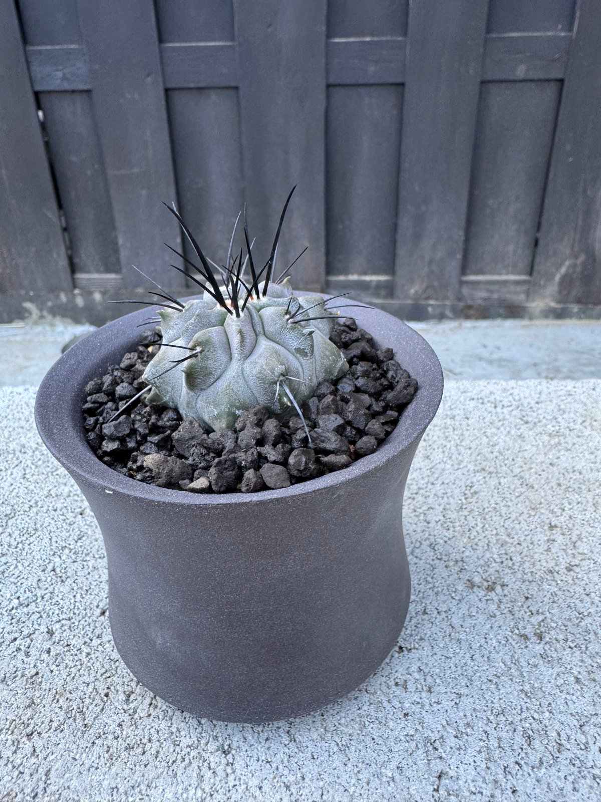 極上品】Copiapoa dealbata × VALIEM GHOST【俺の黒士冠】コピア