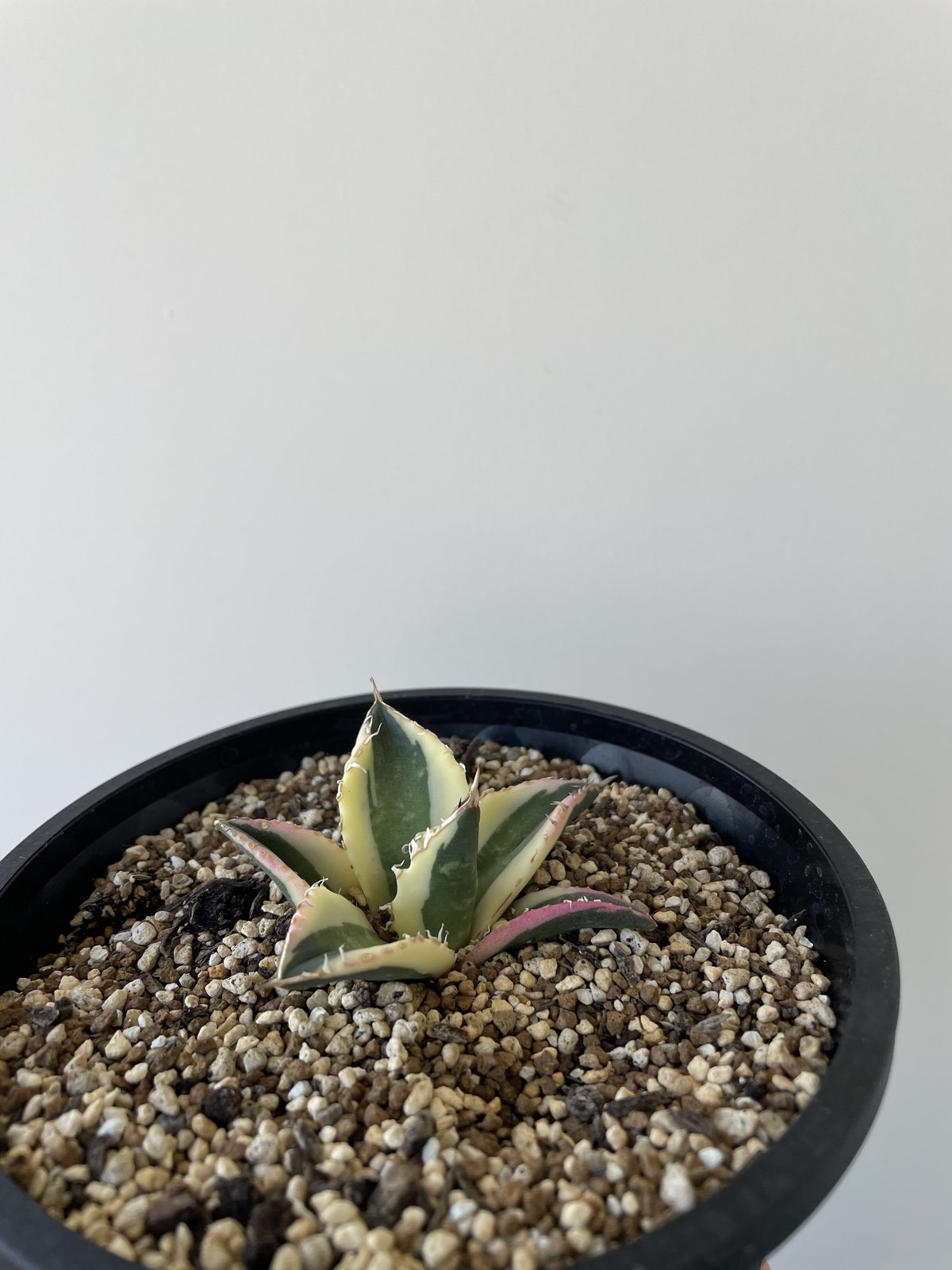 新着】Agave titanota Snaggle Tooth【斑入りの銘品】アガベ チタノ...