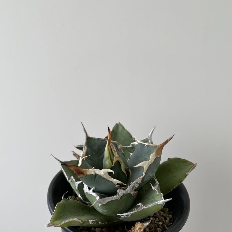 新着】Agave titanota 烈焔【台湾産のカッコ良い最高株】アガベ