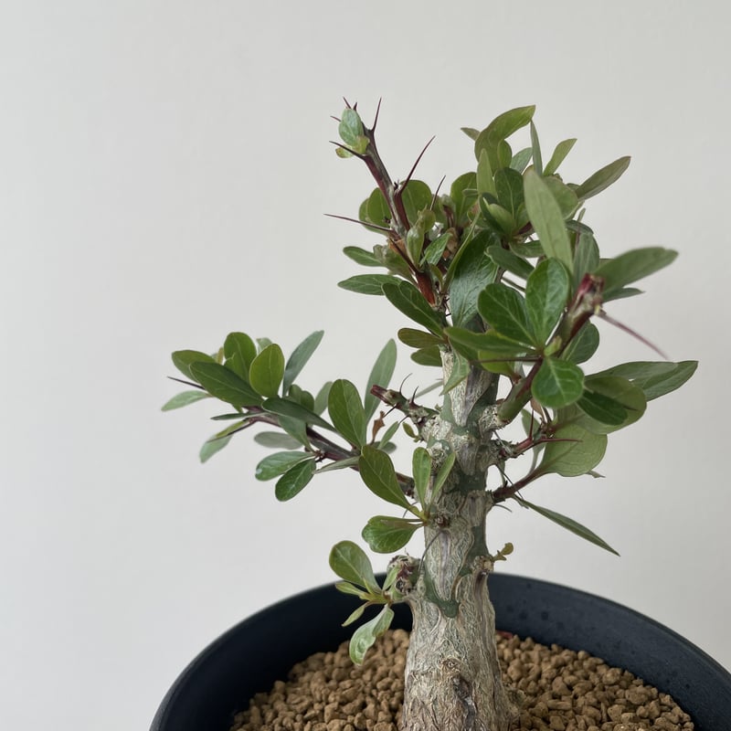 フォークイエリア　プルプシー　現地株　根上がり仕立て　塊根部約4cm 高さ約27 フォークイエリア プルプシー 現地株 根上がり仕立て 塊根部約4cm 高さ